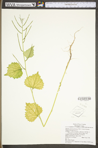 Alliaria petiolata image