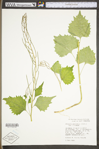 Alliaria petiolata image