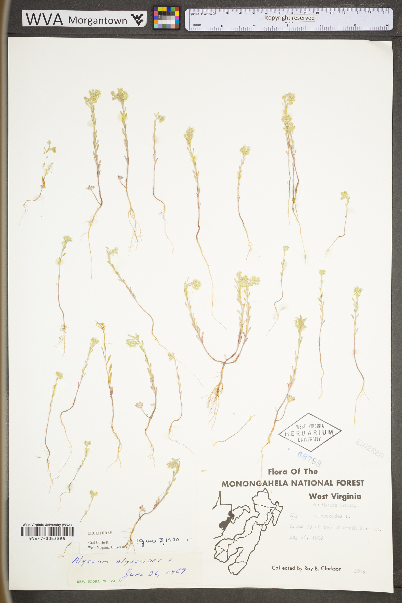 Alyssum alyssoides image