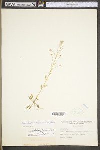 Arabidopsis thaliana image