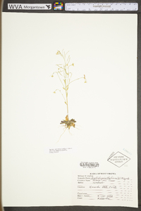 Arabidopsis thaliana image