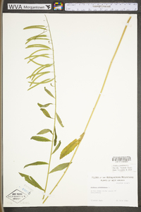 Borodinia canadensis image