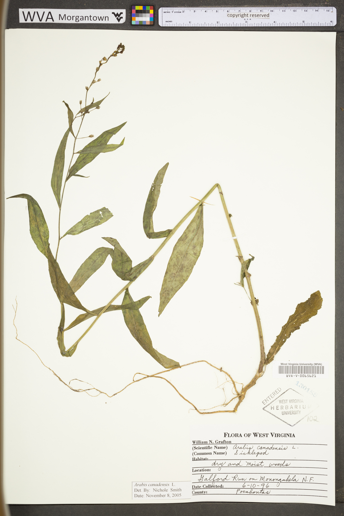 Borodinia canadensis image