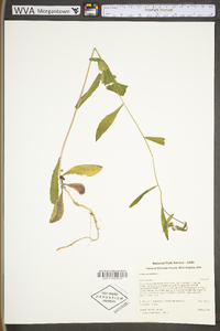 Borodinia canadensis image