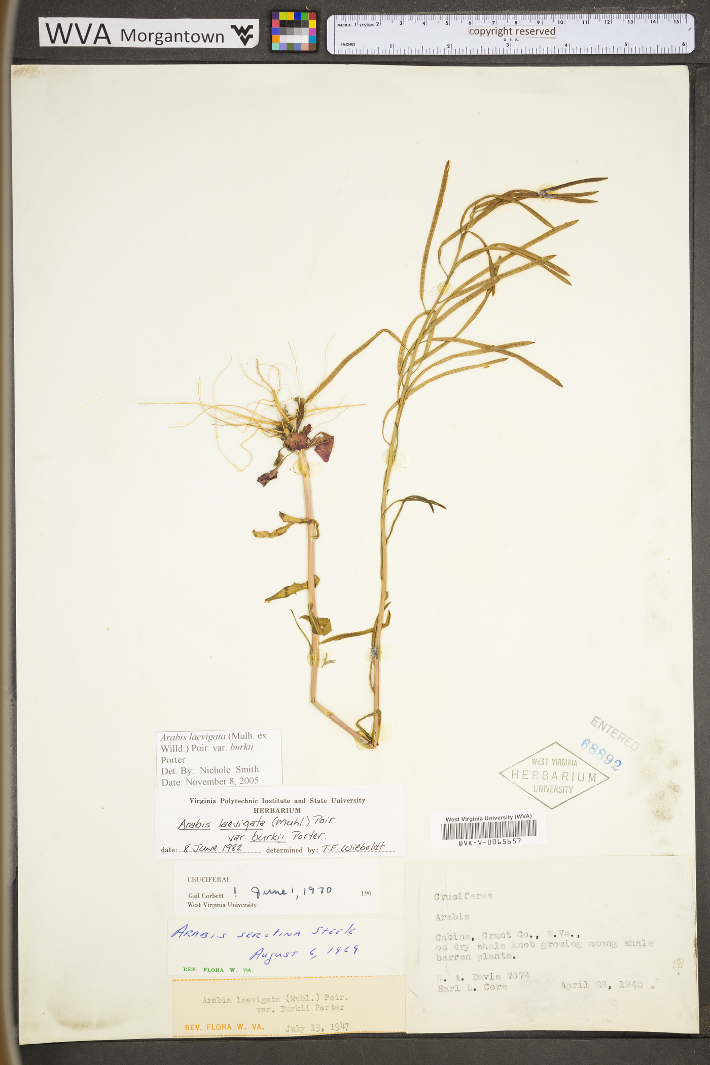 Borodinia burkii image