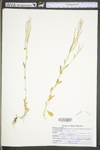Barbarea verna image