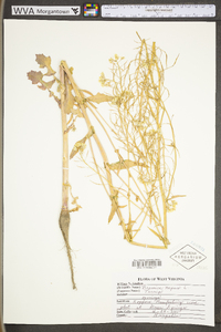 Brassica napus image