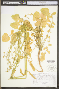 Brassica nigra image