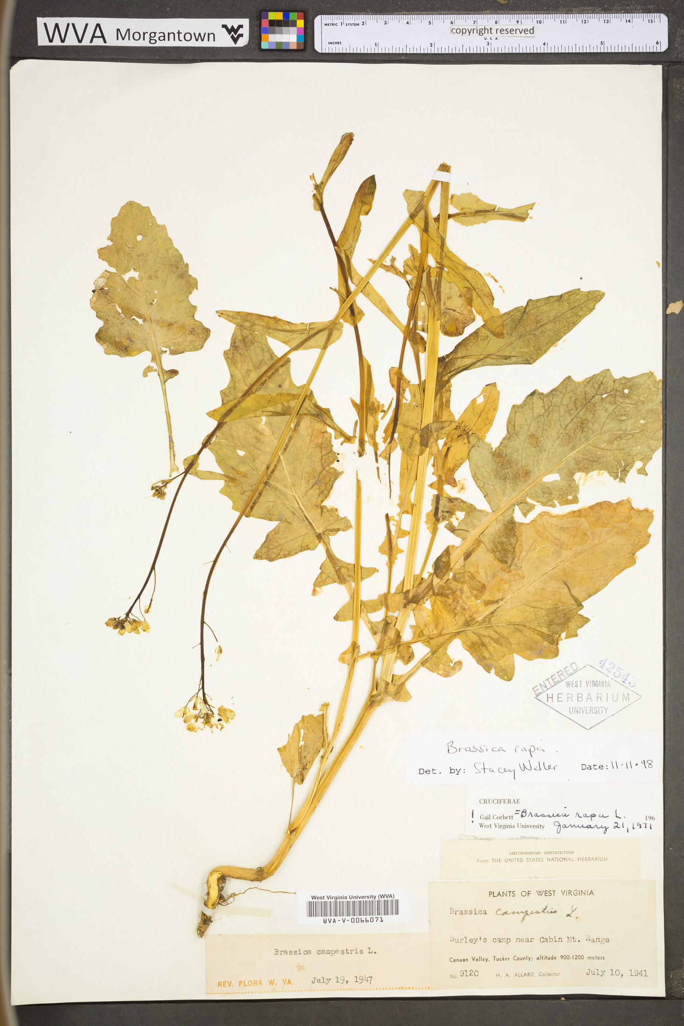 Brassica rapa var. rapa image