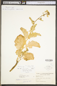 Brassica rapa var. rapa image