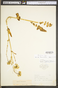 Brassica rapa var. rapa image