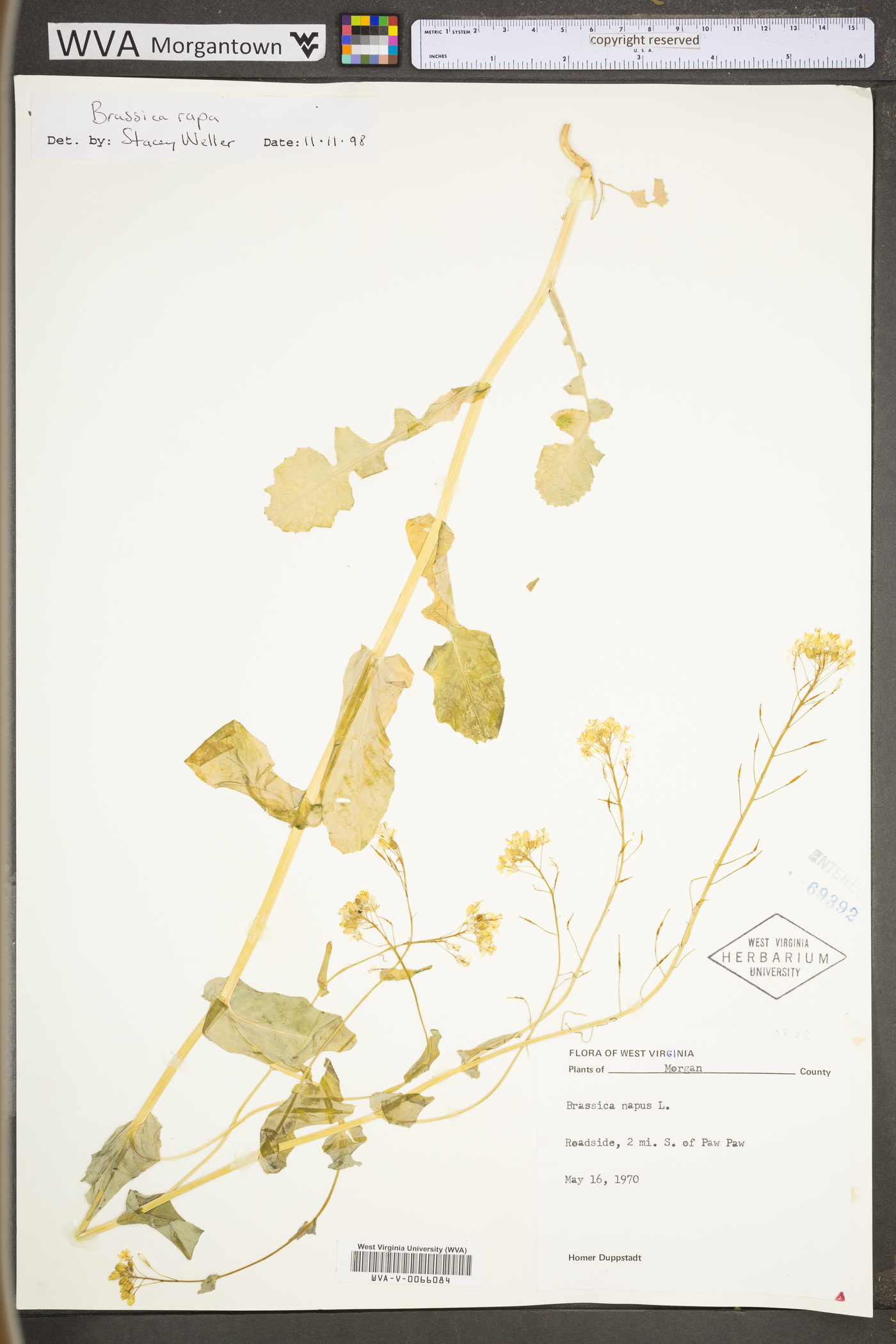 Brassica rapa var. rapa image