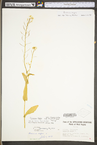 Brassica rapa var. rapa image