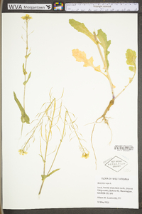 Brassica rapa var. rapa image