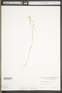 Camelina microcarpa image