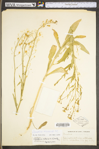 Camelina microcarpa image