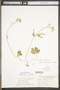 Cardamine angustata image