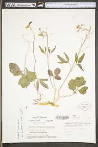 Cardamine angustata image