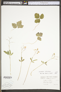 Cardamine angustata image