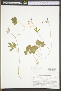 Cardamine angustata image