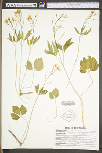 Cardamine angustata image