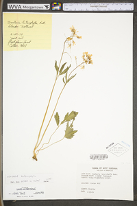 Cardamine angustata image