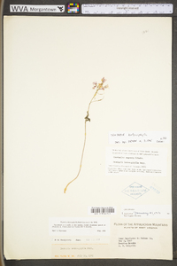 Cardamine angustata image