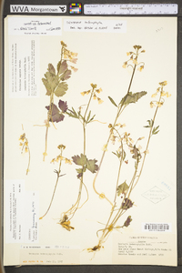 Cardamine angustata image