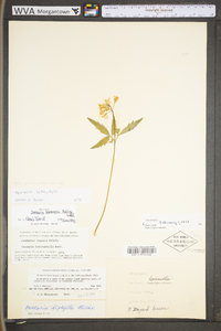 Cardamine angustata image