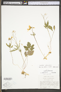 Cardamine angustata image