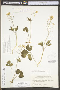 Cardamine angustata image