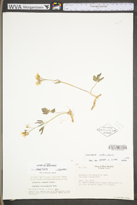 Cardamine angustata image