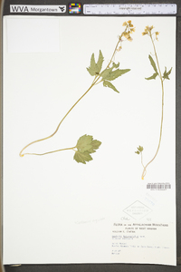 Cardamine angustata image