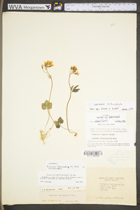 Cardamine angustata image