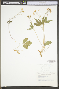 Cardamine angustata image