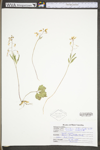 Cardamine angustata image