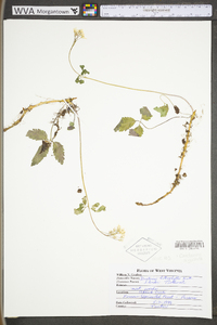 Cardamine angustata image