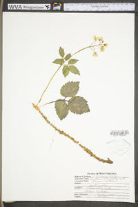 Cardamine angustata image