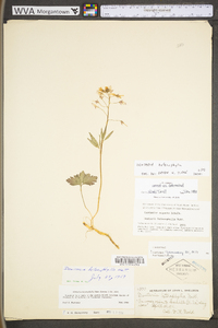 Cardamine angustata image