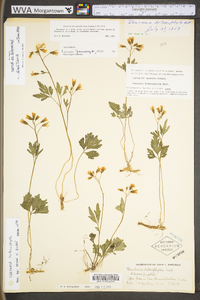 Cardamine angustata image