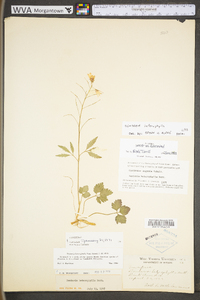 Cardamine angustata image