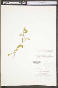 Cardamine bulbosa image