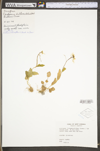 Cardamine bulbosa image