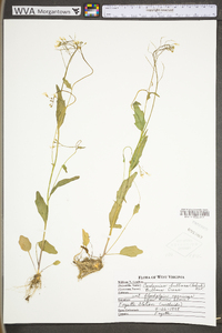 Cardamine bulbosa image