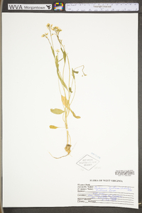 Cardamine bulbosa image