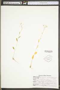 Cardamine bulbosa image