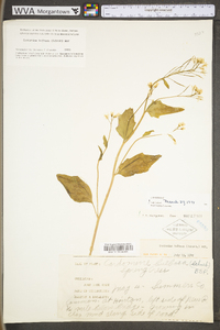 Cardamine bulbosa image