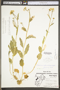 Cardamine bulbosa image