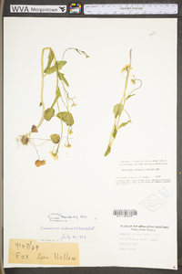 Cardamine bulbosa image