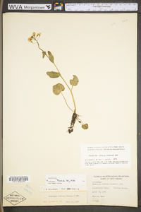 Cardamine bulbosa image